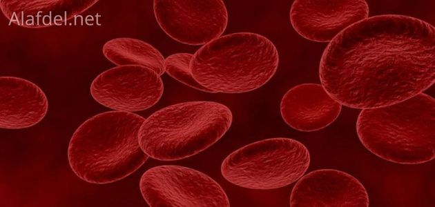 صورة بها رسم يوضح خلايا الدم الحمراء Red Blood Cells التي هي من ضمن مكونات الدم