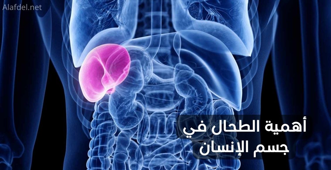 صورة بها رسم لعض الأعضاء في الجسم ومكتوب عليها أهمية الطحال في جسم الإنسان importance of the spleen in the human body