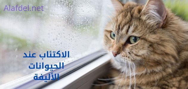 صورة بها قطة تعاني من الاكتئاب تنظر من خلال زجاج ومكتوب على الصورة الاكتئاب عند الحيوانات الأليفة