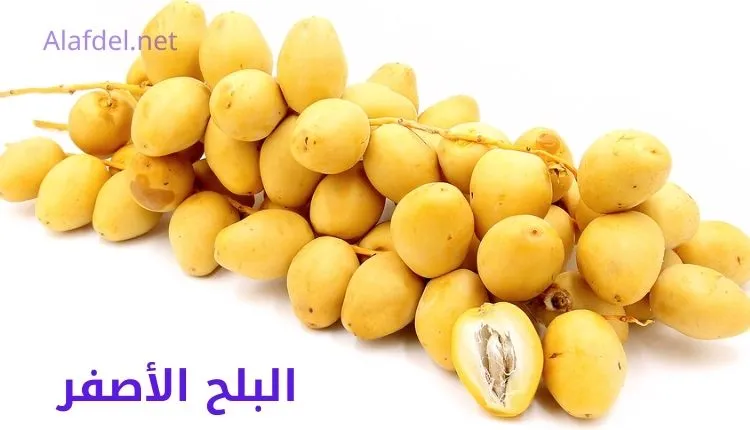 صورة بها عدد من حبات البلح الأصفر yellow-dates على خلفية بيضاء