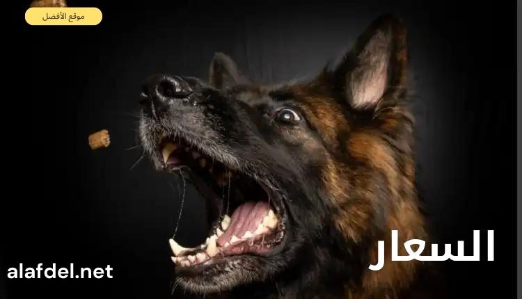 صورة بها كلب يفتح فمه ينبح ومكتوب على الصورة السعار Rabies