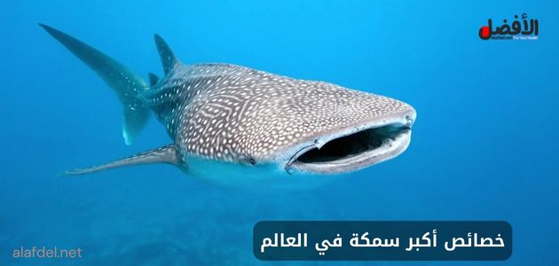 صورة يظهر بها سمكة قرش الحوت (Whale shark) وذلك ضمن الحديث عن خصائص أكبر سمكة في العالم