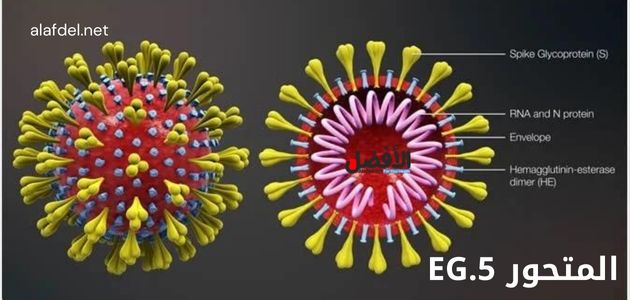 صورة بها رسم يشرح المتحور EG.5 الخاص بفيروس كورونا