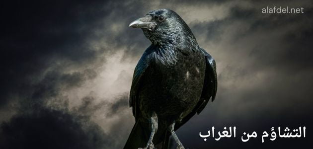 صورة بها غراب أسود اللون وذلك ضمن الحديث عن التشاؤم من الغراب Pessimism from crow