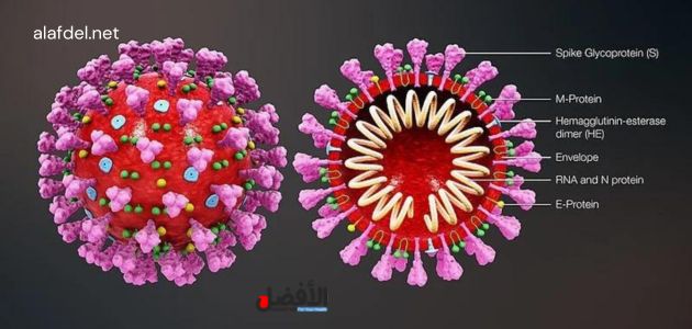 صورة بها رسم يشرح المتحور EG.5 الخاص بفيروس كورونا ضمن الحديث عن ما هي أعراض المتحور EG.5