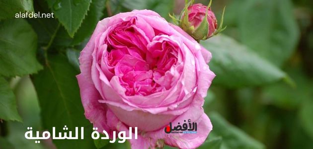 صورة بها الوردة الشامية مفتحة على شجرتها ضمن الحديث عن الوردة الشامية The Damascene Rose