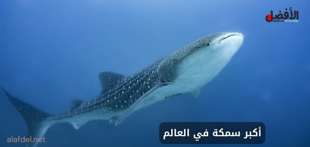 صورة يظهر بها سمكة قرش الحوت (Whale shark) وذلك ضمن الحديث عن أكبر سمكة في العالم