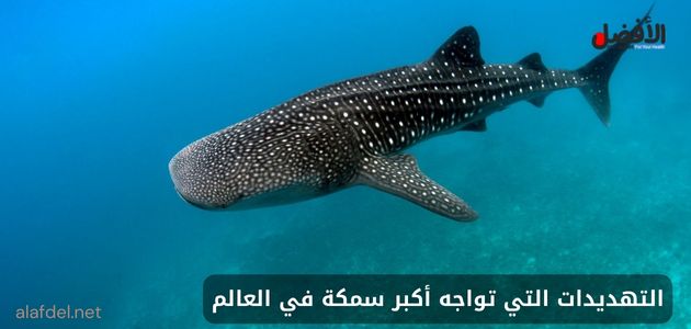 صورة يظهر بها سمكة قرش الحوت (Whale shark) وذلك عند الحديث عن التهديدات التي تواجه أكبر سمكة في العالم