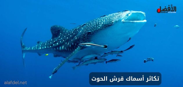 صورة يظهر بها سمكة قرش الحوت (Whale shark) مع أسماك أخرى صغيرة وذلك ضمن الحديث عن تكاثر أسماك قرش الحوت