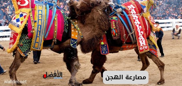 صورة تعبر عن مصارعة الهجن في تركيا التي هي أحد أغرب التقاليد في العالم