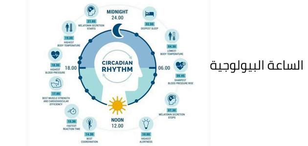 صورة تحتوى أشكال توضيحية لليل والنهار وتأثير تعاقبهما على صحة الإنسان ضمن موضوع ساعتك البيولوجية