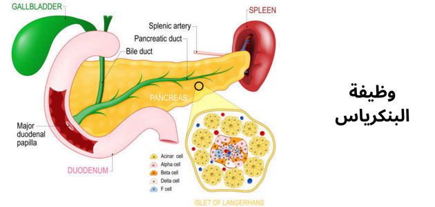 صورة توضح البنكرياس وتكوينه واتصاله بالإثنا عشر pancreas role