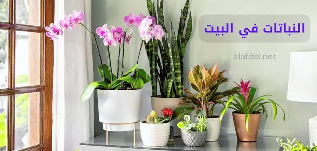 صورة بها عدد من النباتات في البيت plants in the house