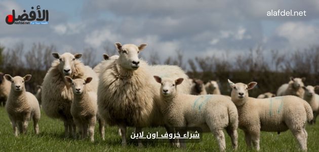 شراء خروف اون لاين