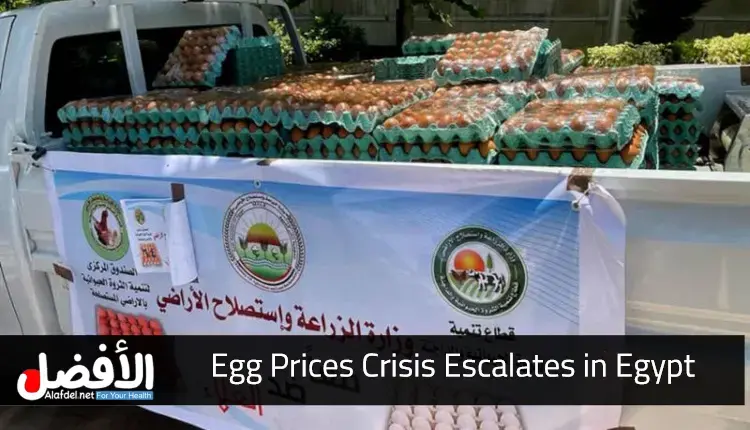 Egg Prices Crisis Escalates in Egypt