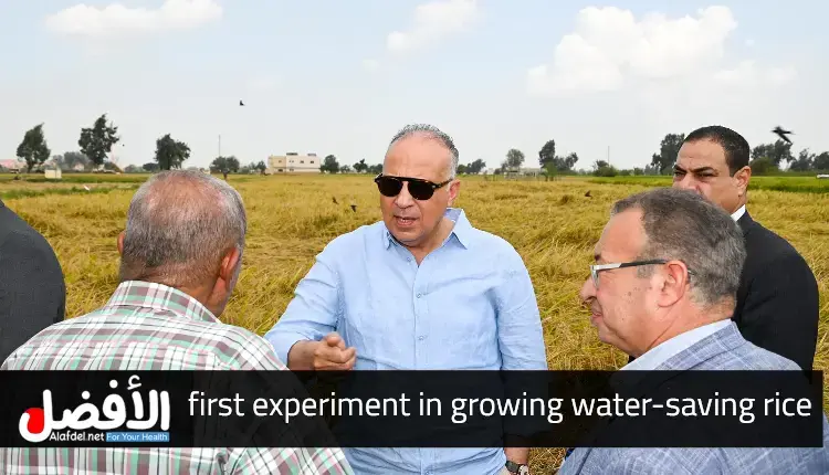 Egypt begins first experiment in growing water-saving rice