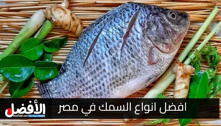 افضل انواع السمك في مصر