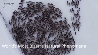 World’s Most Bizarre Natural Phenomena