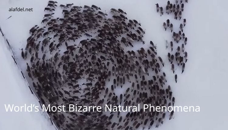 World’s Most Bizarre Natural Phenomena