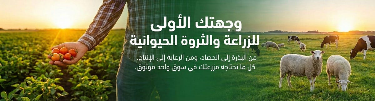 دور سوق المزارع في ربط العرض بالطلب داخل القطاع الزراعي