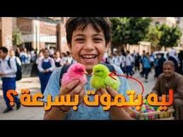 لماذا كانت كتاكيت المدارس تموت بسرعة