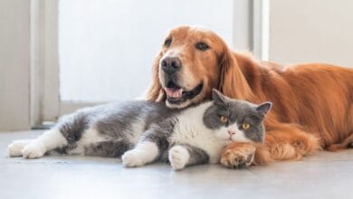 حقائق مذهلة عن الكلاب والقطط