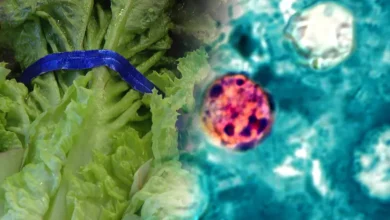 Cyclospora
