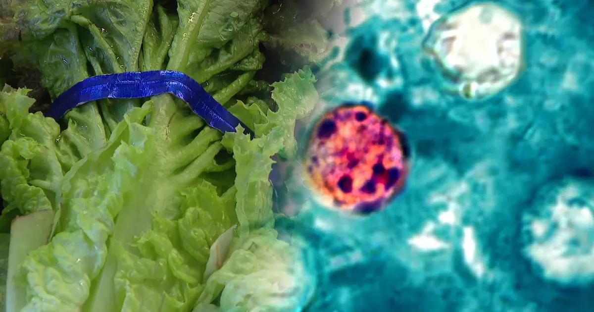 Cyclospora